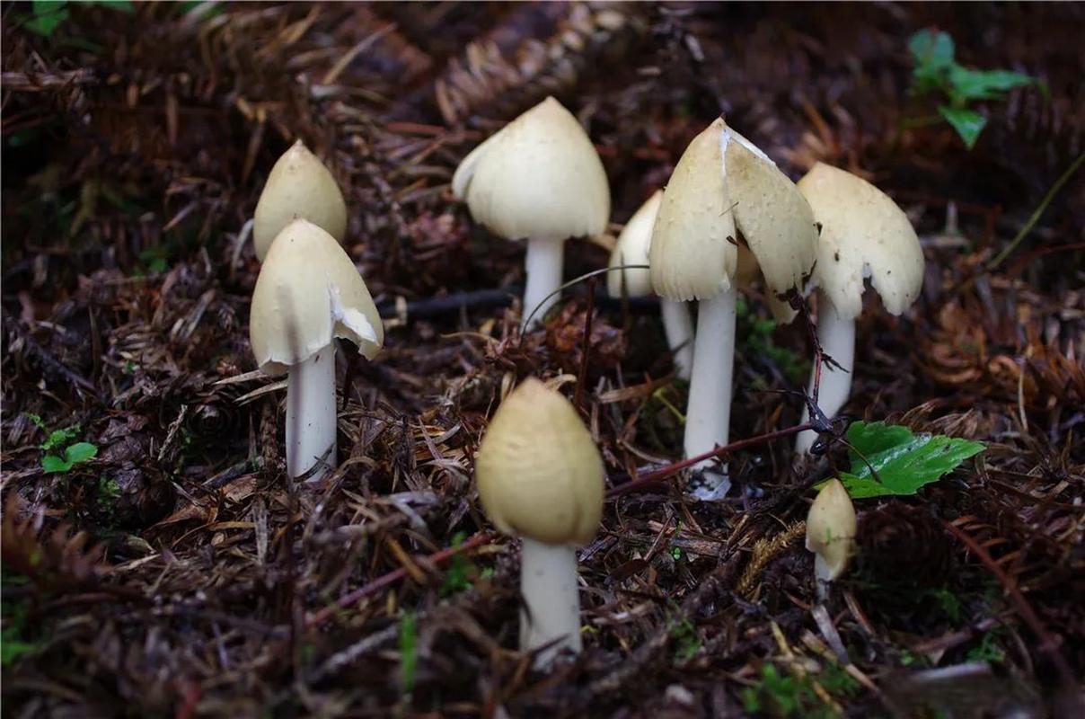 鸡枞和狗尿苔的区别「狗吃菌子现迷惑行为怎么办」 辉煌卫浴