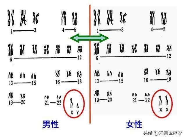 性染色体异常（如XXY型，XYY型）对个人性格的影响是什么「」 九牧卫浴